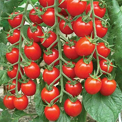 25 - Seeds : Nature's Bites F1 Hybrid Tomato Seeds - Medium-sized cherry tomatoes