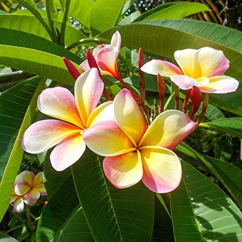 Amazon.co.jp: Lanikai Bath and Body Body Lotion 66ml (Plumeria