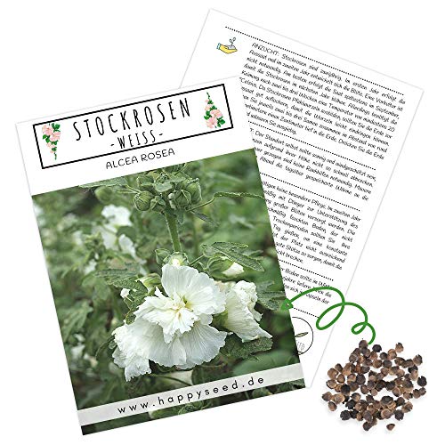Stockrosen Samen zweijährig (Alcea Rosea, 100 Korn) - Wunderschöne Rosen mit langer Blütezeit für besondere Akzente in Ihrem Blumenbeet (Weiß)