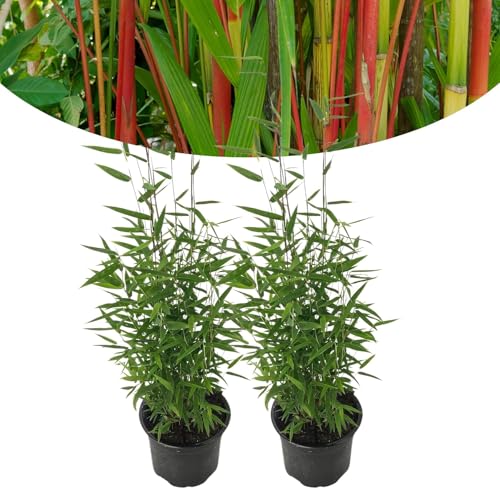 Happy Plants Bambou Fargesia Résistant Hiver 40 cm Diamètre 14 cm 2 Pièces