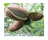 Seeds & Plants Shop by Ipsa