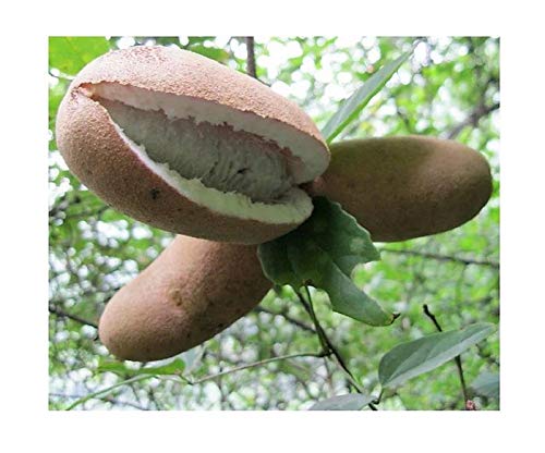 Pcs - 3x Musa (Bananier) Chunii Sauvage Banane Arbre Plantes - Graines HW9 - Seeds & Plants Shop by Ipsa