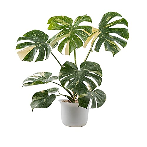 100 monstera samen zimmerpflanzen monstera variegata samen echte pflanzen exotische pflanzen topfpflanzen echt pflanzen geschenk pflanzen zimmerbonsai bonsai flowers winterharte stauden – Bild 3