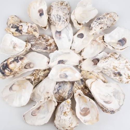 QEQEKAKA 30PCS Oyster Shells Flat & Concave 4-5 Large Oyster Shells for Crafts Natural Oyster Shells Bulk for Home Vase Filler Xmas Ornaments DIY Arts and Crafts Sea Shells