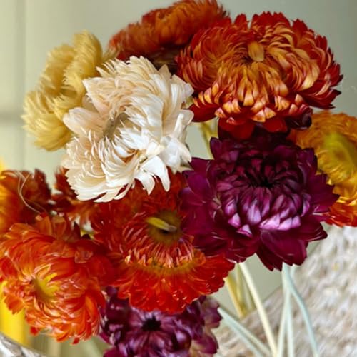 20 Piezas Ramo de Flores Secas Naturales Multicolor miniatura 3