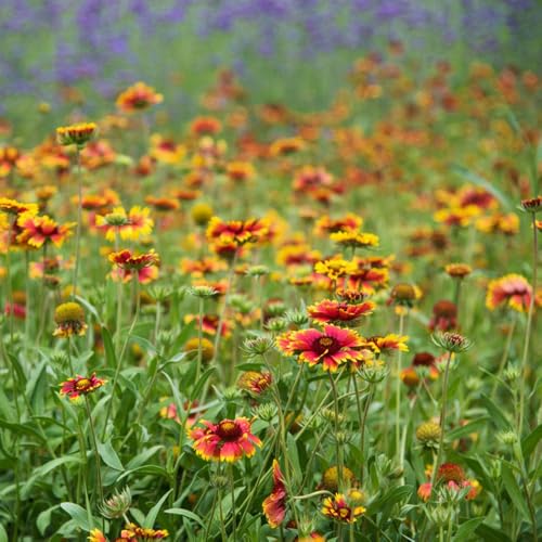 kokardenblume, gaillardia, bodendecker winterhart mehrjährig schnittblumen hochbeet bio blumenbeet wiesensaatgut, schattenpflanzen blumenwiese 400samen