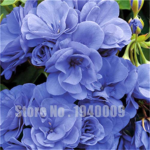 Sump Fresh 100 piezas de semillas de geranio para plantar amarillo