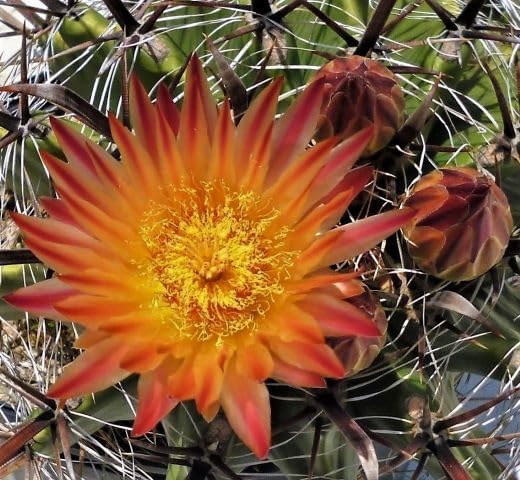 Miniatura 2 de Cactus de barril torcido (Ferocactus horridus brevispinus) - Grande - Planta viva - Crecimiento trenzado único - Flores amarillas brillantes
