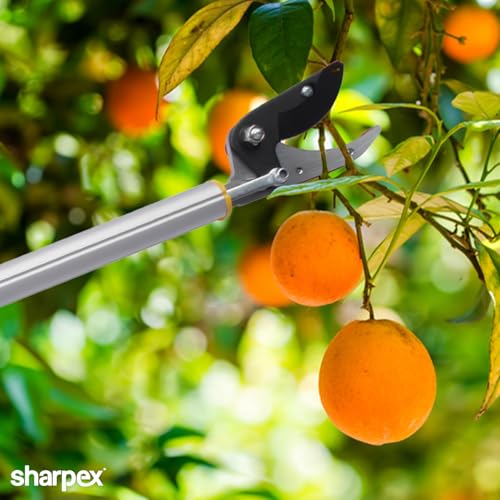 Image of Sharpex Heavy Duty 4.4 Feet Long Reach Pruner Aluminum Cut and Hold Pruner For Tree Branch Cutter & Trimming, Cutting Leaves, Fruit Picker | Cut Up to 2 Inch & Hold Easy Garden Pruning Tool