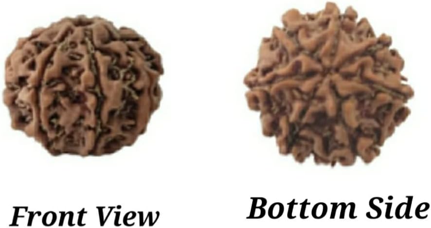 7 Mukhi Nepali Authentic Rudraksha Bead. Seven deep Groove face rudraksha Without Color, Wax and Chemical Treatment. Rudraksha Bead for Yoga, Meditation, Prayer and Stress Healing - Image 2