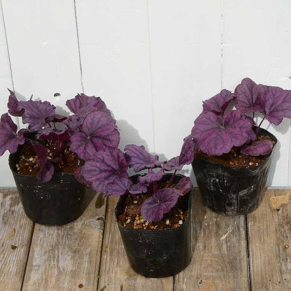 Amazon | ヒューケラ 苗 フォーエバーパープル 3.5号 紫葉 ツボサンゴ