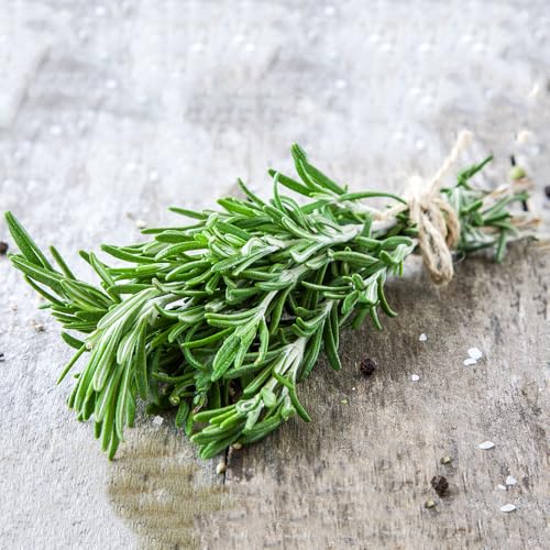 semillas de romero organicas - jardín balcón extremadamente resistentes 350pcs