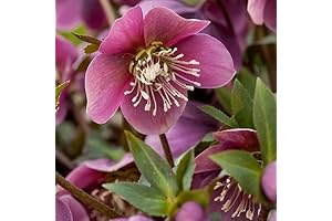 5 Purple Hellebore Seeds | Helleborus purpurascens | Christmas Rose | Rare Find