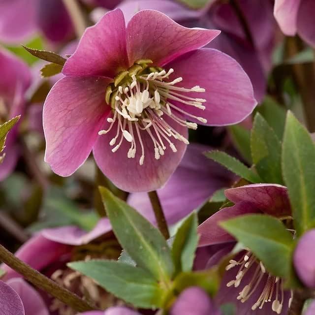 Helleborus purpurascens Hellebore púrpura Rosa de Navidad 10_semillas