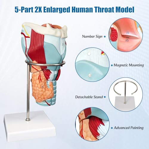 Image of 2X Enlarged Human Throat Model,5 Parts Human Larynx 3D Anatomy Model Laryngeal Muscles Cavity Bone with Labeled Numbered Product Manual Card and Removable PVC Base for Medical Education Study