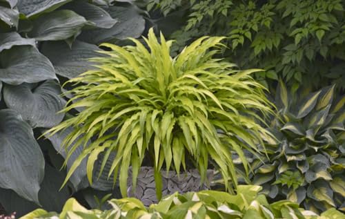 Curly Fries Hosta - Live Plant - (2.5 QT) - Shade Perennial