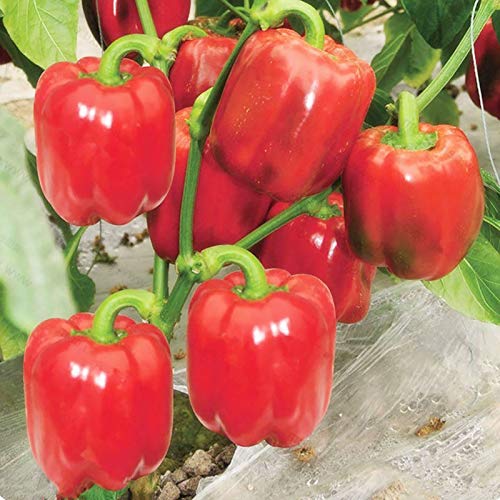 100 Stks/zak Hot Pepper Zaden Zoete NonGMO Multicolors Kruiden Tuin Zaden voor Binnenplaats Mix Kleur Hot Pepper Zaden… - Afbeelding 7