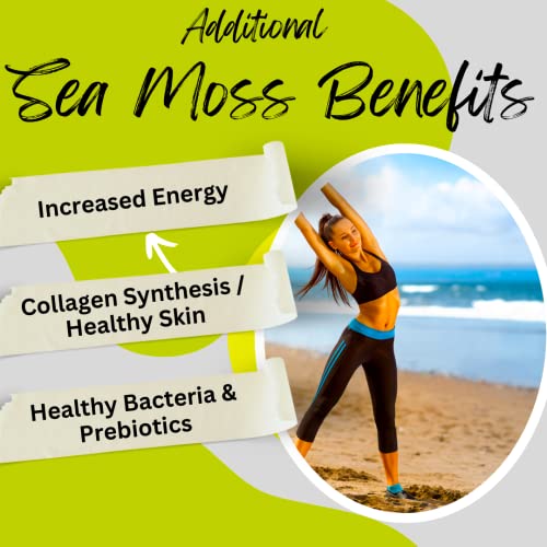 Organic Irish Sea Moss Capsules, Raw Wildcrafted Seamoss Enhanced w/Bladderwrack & Burdock Root Capsules 120 Total Pills Antioxidant Packed. Prebiotic Superfood, Thyroid Support - Image 4