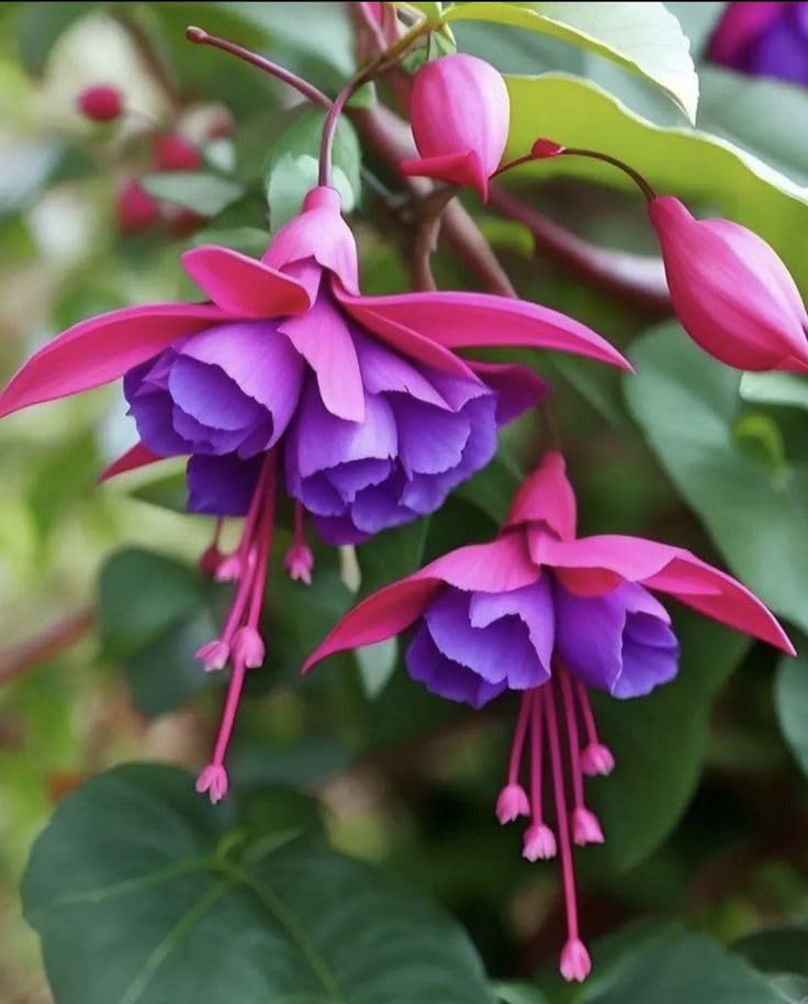 KNUBHINT GARDEN IMP. Dancing lady Flower Bulb for Home and Gardening Pack of 10 bulbs-image-15