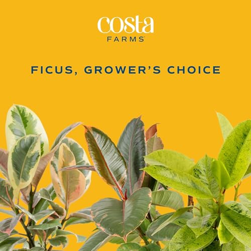 Image of Costa Farms Ficus Tree Assorted Live Plant in Decorative Pot, Large Indoor Houseplant, Perfect for Home, Room, or Office Decor, Great House Warming or Birthday Gift, 3-4 Feet Tall