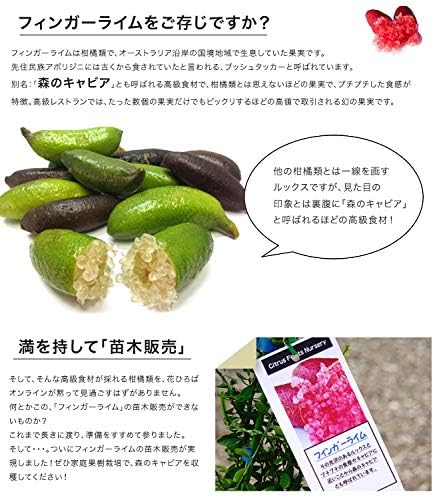 Amazon フィンガーライム 赤実 2年生 接木苗 果物
