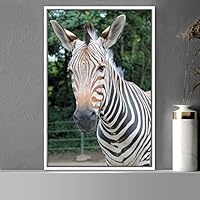 Framed Canvas Wall Art Zebra Animals Dramatic Farmhouse/Country Living Room Multicolor Photography Zebra - 16x24 inches