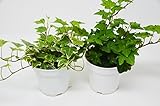 2 Different English Ivy plants- Live House Plant - FREE Care Guide - 4