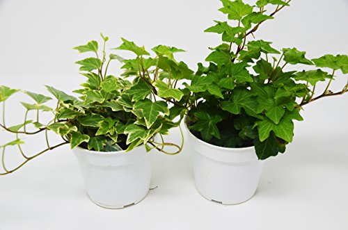 2 Different English Ivy plants- Live House Plant - FREE Care Guide - 4