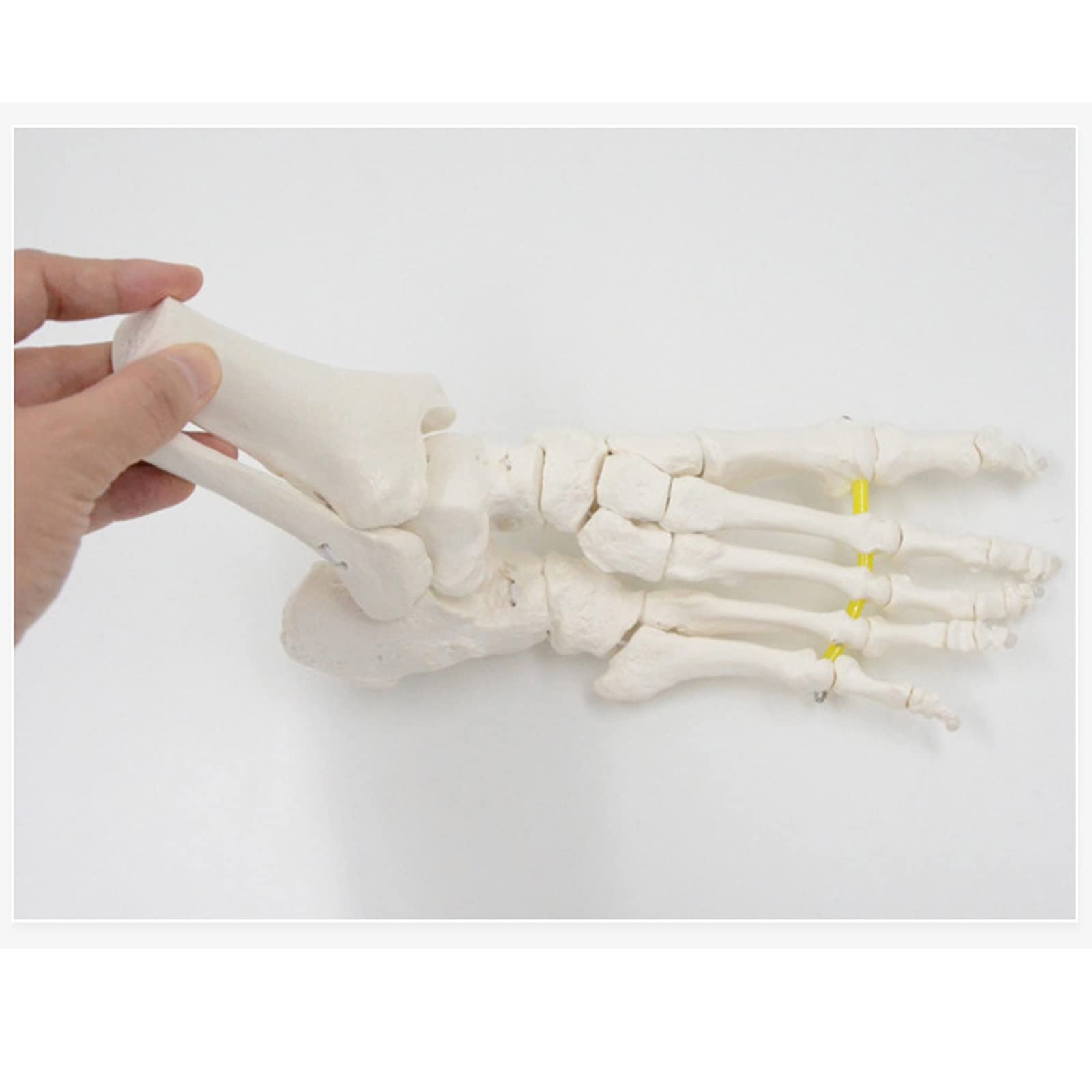 Modelo de Hueso de pie Flexible, anatomía Esqueleto Humano Herramienta de enseñanza médica Equipo Educativo Modelo de Tobillo Modelo de Vida