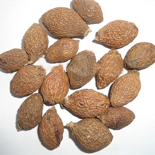 SEJAL AYURVEDA NIRANJAN PHAL PURE ORGANIC MALWA NUTS 250g