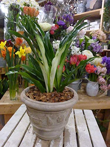 Amazon｜万年青（オモト）曙（あけぼの） 和風の和み アンティーク風