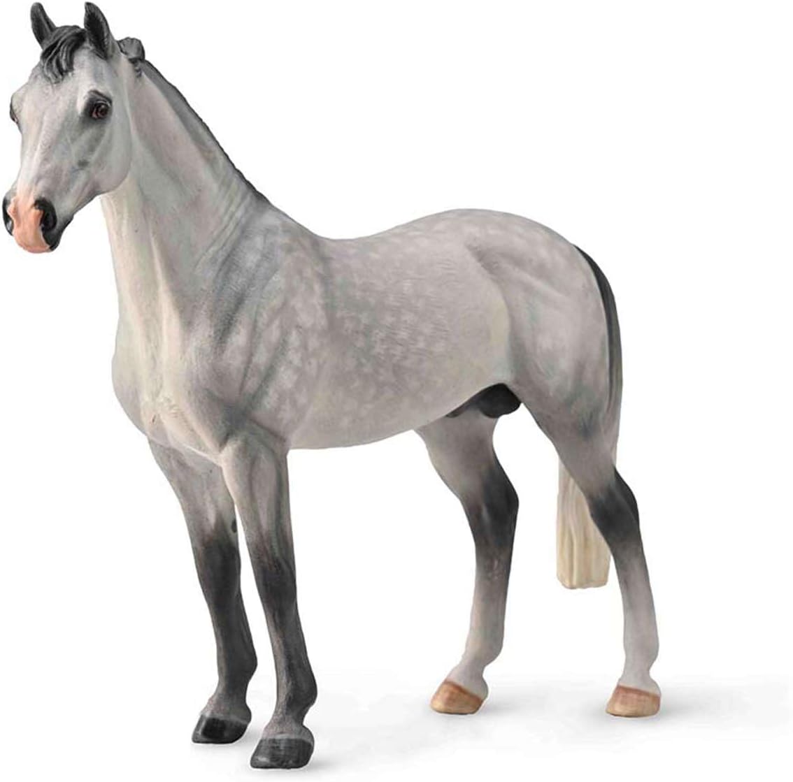 Hanovarian Stallion