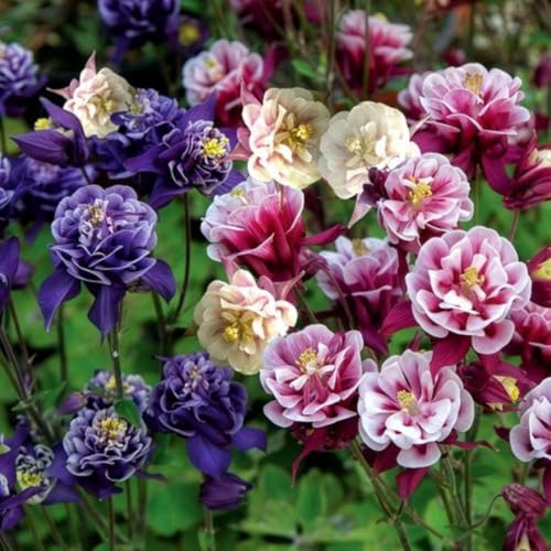 Aquilegia Pink Petticoat Columbine Seeds 100pcs Perennial Blooms with Double Pink Petals Graceful Flowers for Outdoor Beds & Wildlife Gardens