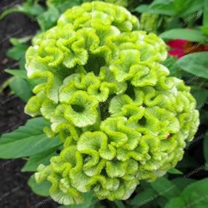 . Colori misti Cockscomb Flower Bonsai cresta di gallo Bonsai pianta ornamentale da giardino fiori rari specie Bonsai bonsai del fiore 100 Pz: 5: Only Seeds