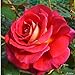 Edelrose Copacabana in rot mit cremegelb - Duftrose winterhart - Rosen-Blüte in rot mit cremegelb - Rose mittelstark duftend im 5 Liter Container von Garten Schlüter - Pflanzen in Top Qualität