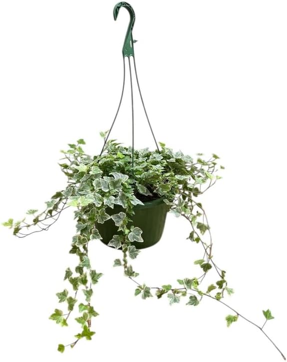 Pixies Gardens Variegated Ivy Hanging Basket, Live Trailing Vine Plant with Variegated Green and White Foliage (Large)
