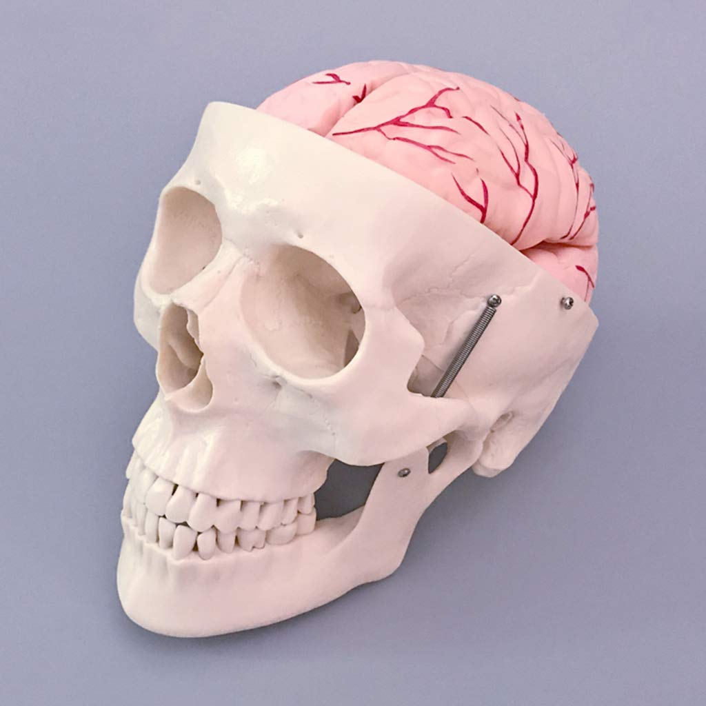 GTHTUHFD Human Skull Model - Human Adult Skull Model - Life Size Skull Structure With Artery Anatomy Model