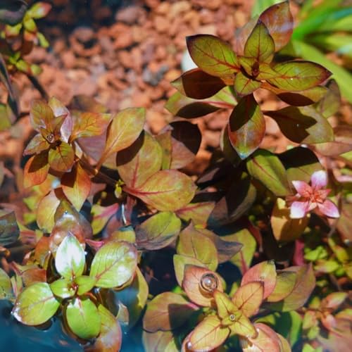 Semillas de acuáticas, de acuario cobertura del suelo Semillas resistentes para de estanque. de acuario acuáticas resistentes para estanques 400pcs