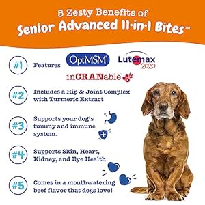 Zesty paws multivitamin treats for dogs  glucosamine chondroitin for joint support + digestive enzymes  probiotics  grain free dog vitamin for skin  coat + immune health  beef  advanced  90ct   cucciolini doodles