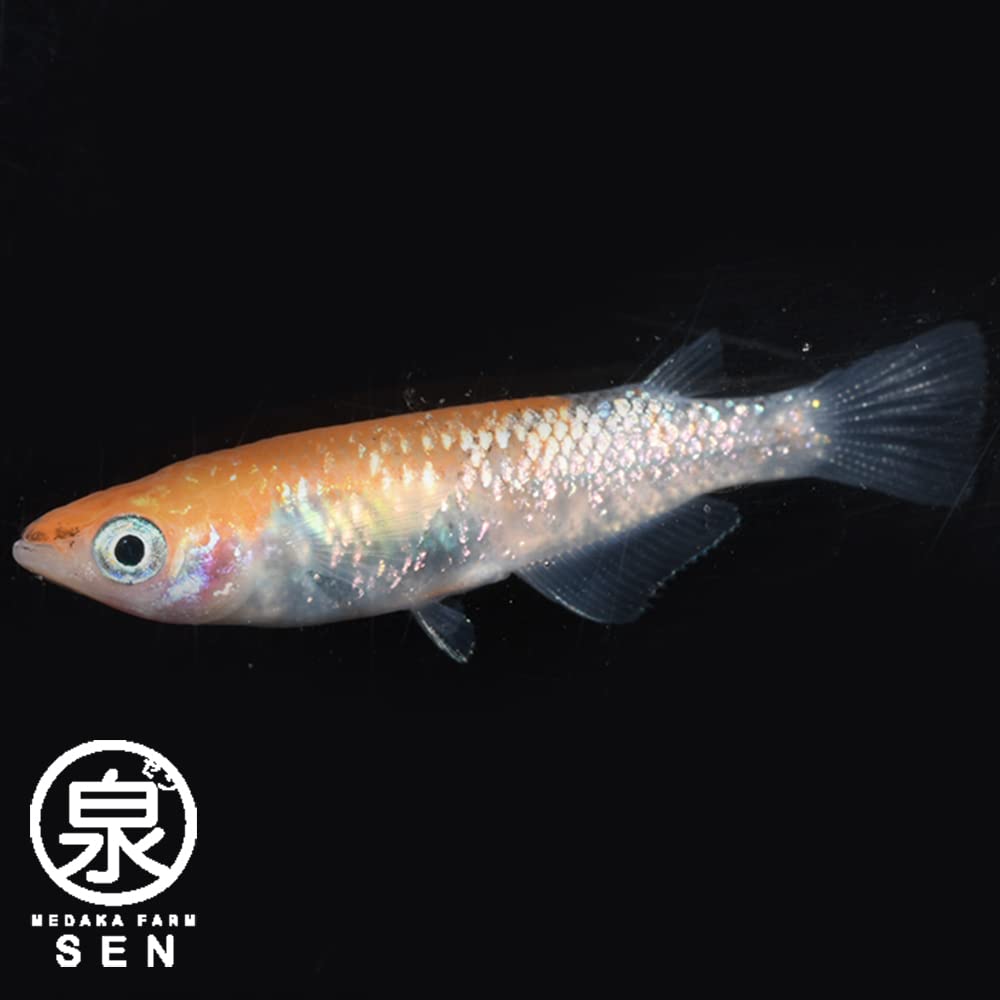 代理出品です！ ブラックダイヤ・オーロラ黄ラメ・灯錦メダカ子供各10