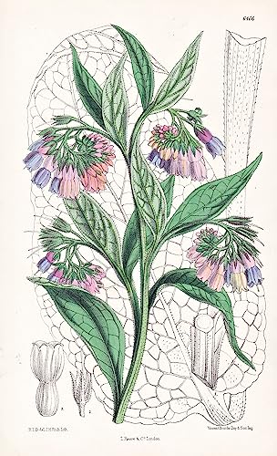 Symphytum peregrinum. Tab. 6466 - Caucasus Kaukasus / Pflanze Planzen plant plants / flower flowers Blume Blumen / botanical Botanik botany / aus 