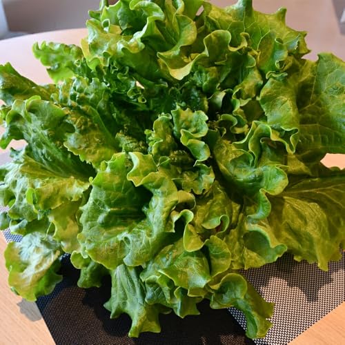 グリーンリーフレタス (冷蔵) 計500g以上 (約250g×2P) 農薬不使用 水耕栽培 (植物工場栽培) | レタス リーフレタス 野菜