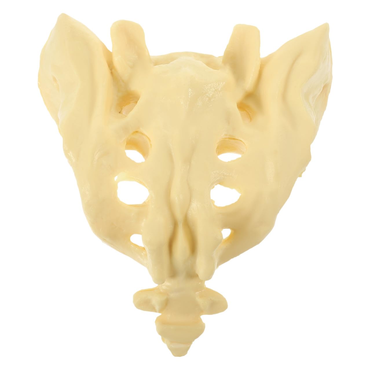 Modello Anatomico Sacro Design Portatile a Grandezza Naturale in Pvc per Pratica Medica e Studio Dell'anatomia Umana