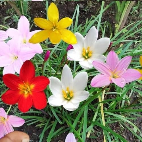 Image of Rain Lily (Zephyranthes) Bulbs by Korrel Seeds - Vibrant Flower Bulbs for Garden & Outdoor Planting - Ideal for Rainy Season Bloom (100, Mix)