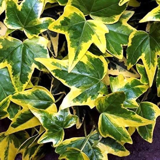 Image of Live English Ivy Plant with Pot | Hedera Helix Air Purifying Hanging Vine Plant | Low Maintenance Decorative Creeper for Home Office Balcony Living Room Wall Garden Decor | Pack of 1