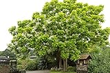 Catalpa Tree Seeds for Planting - 100 Seeds to Grow - Stunning Flowers, Large Leaves, and Bean Like Seed Pods