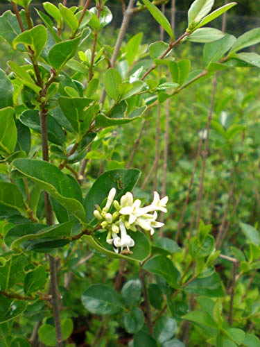 50 Ligustrum ovalifolium (Green Privet), 2L Pot, 60-80cm (2-2.6ft) in Height, Semi-Evergreen Hedging Shrubs Plants