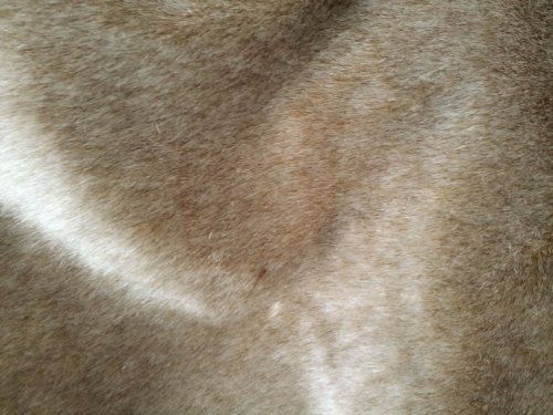 72'' Classic Felt Black, Fabric by the Yard