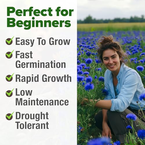 Image of HOME GROWN Bachelor Button Seeds Tall Blue - 6000 Cornflower, Stunning Blue Blooms for Wildflower Gardens, Non-GMO Flowers & Pollinator-Friendly Spaces, Low Maintenance Flower Seeds (Centaurea cyanus)