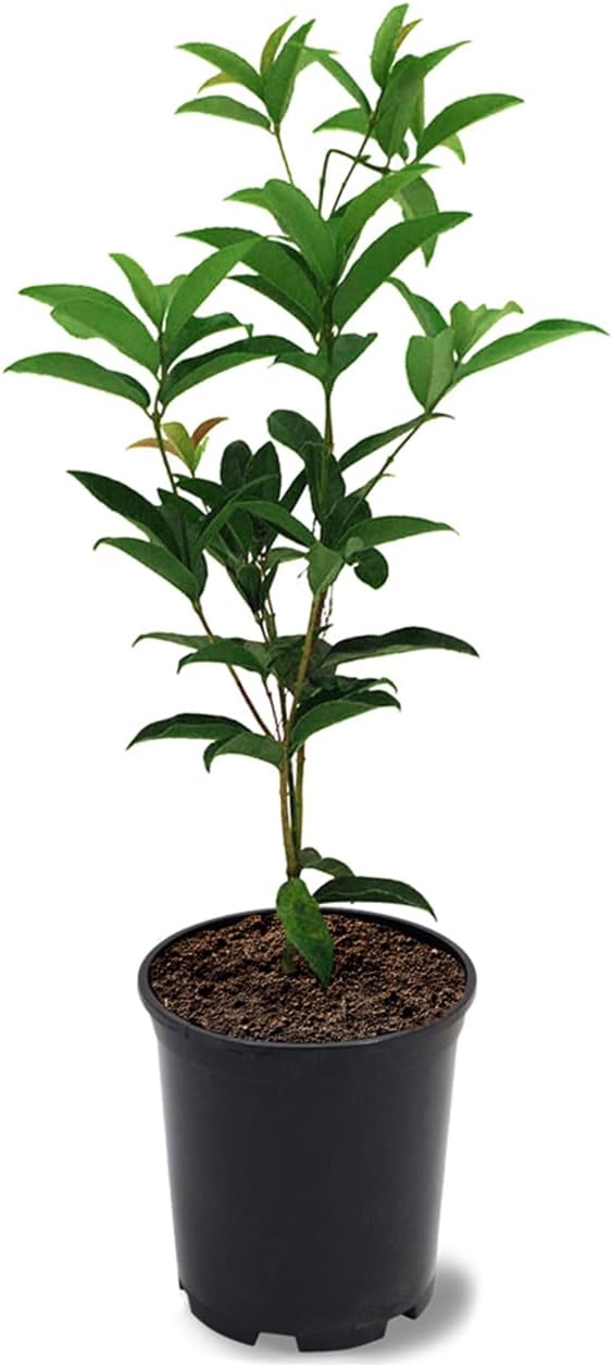 American Plant Exchange Tea Olive Bush, 1 Gallon Pot, 1-1.5ft Tall, Outdoor Landscape Garden Shrub, White Fragrant Blooms, Live Evergreen Plant
